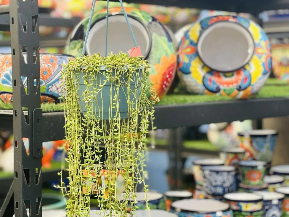 Trusted garden landscaping in Davie, FL by Florida Nursery Mart