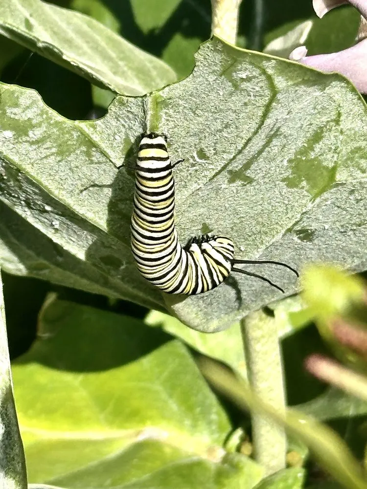 Top-rated residential landscaping in Davie, FL - Florida Nursery Mart