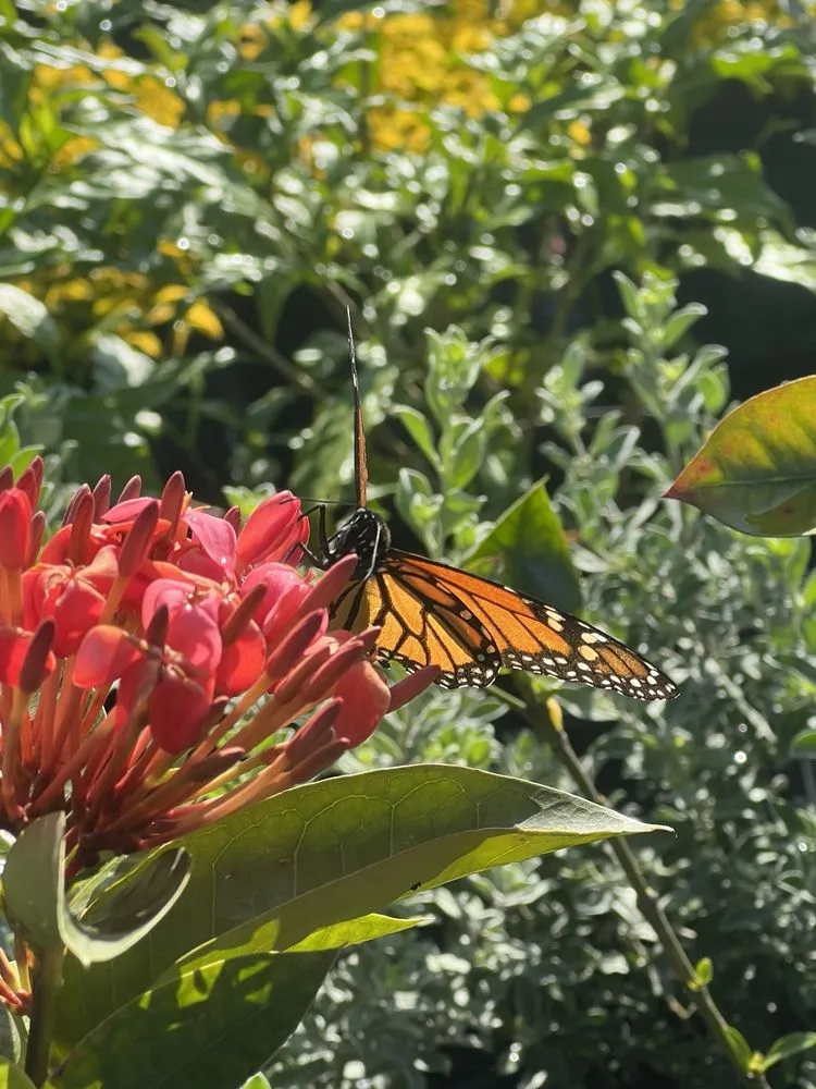 Local landscape design for homes across Davie, FL - Florida Nursery Mart