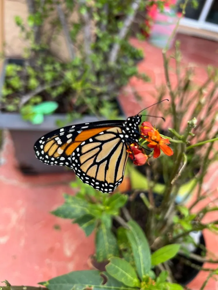 Local residential landscaping for outdoor upgrades in Davie, FL by Florida Nursery Mart