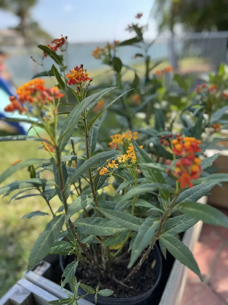 Expert residential landscaping for beautiful yards in Davie, FL by Florida Nursery Mart