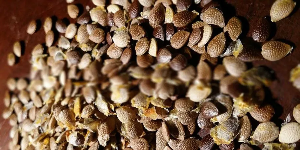 Custom residential landscaping with custom design across Orlando, FL - Florida Passion Fruit Vineyard