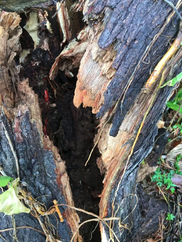 Custom lawn mowing service experts serving Orlando, FL - Florida Passion Fruit Vineyard