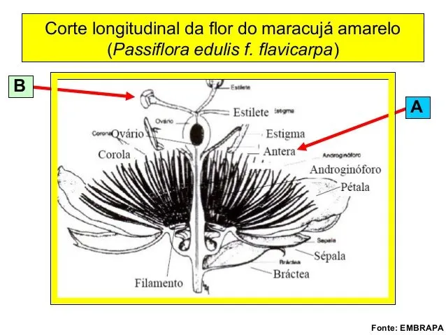 Top-rated yard maintenance experts serving Orlando, FL - Florida Passion Fruit Vineyard