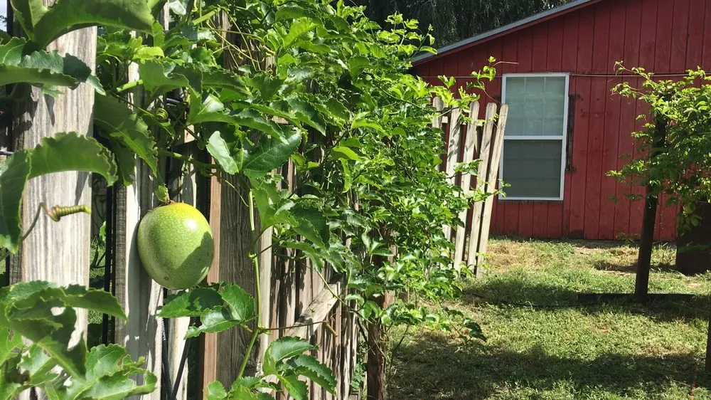 Reliable residential landscaping experts serving Orlando, FL - Florida Passion Fruit Vineyard