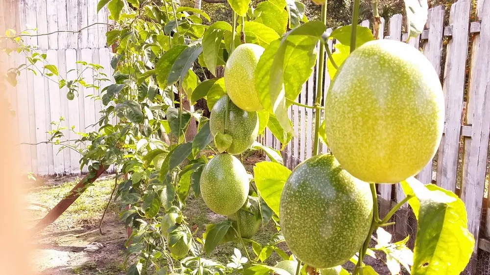 Top-rated garden landscaping in Orlando, FL - Florida Passion Fruit Vineyard