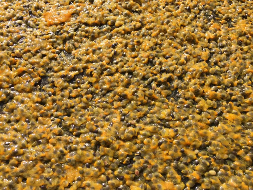 Professional yard maintenance for beautiful yards in Orlando, FL by Florida Passion Fruit Vineyard