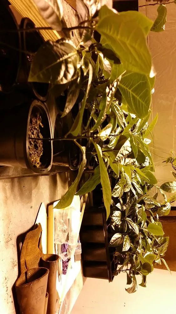 Expert lawn mowing service near you across Orlando, FL - Florida Passion Fruit Vineyard