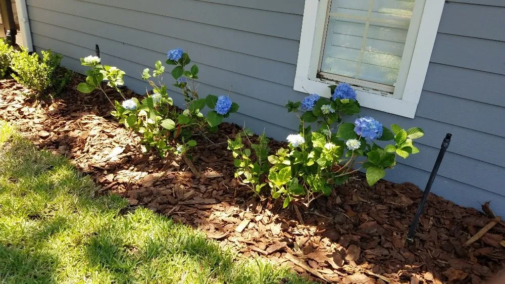 Local garden landscaping in Atlantic Beach, FL - Florida Pro Lawn Care