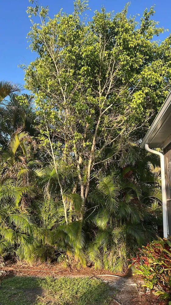 Professional landscape installation in Naples, FL by Florida Root & Stump