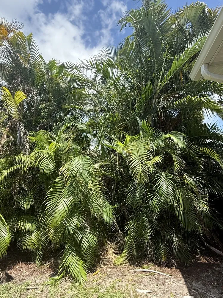 Trusted lawn care service for year-round maintenance in Naples, FL by Florida Root & Stump