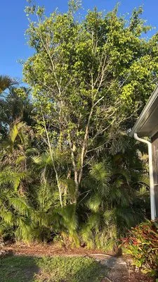 Florida Root & Stump Logo