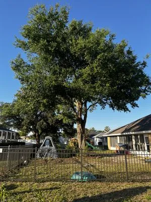 Florida State Tree And Landscaping Logo