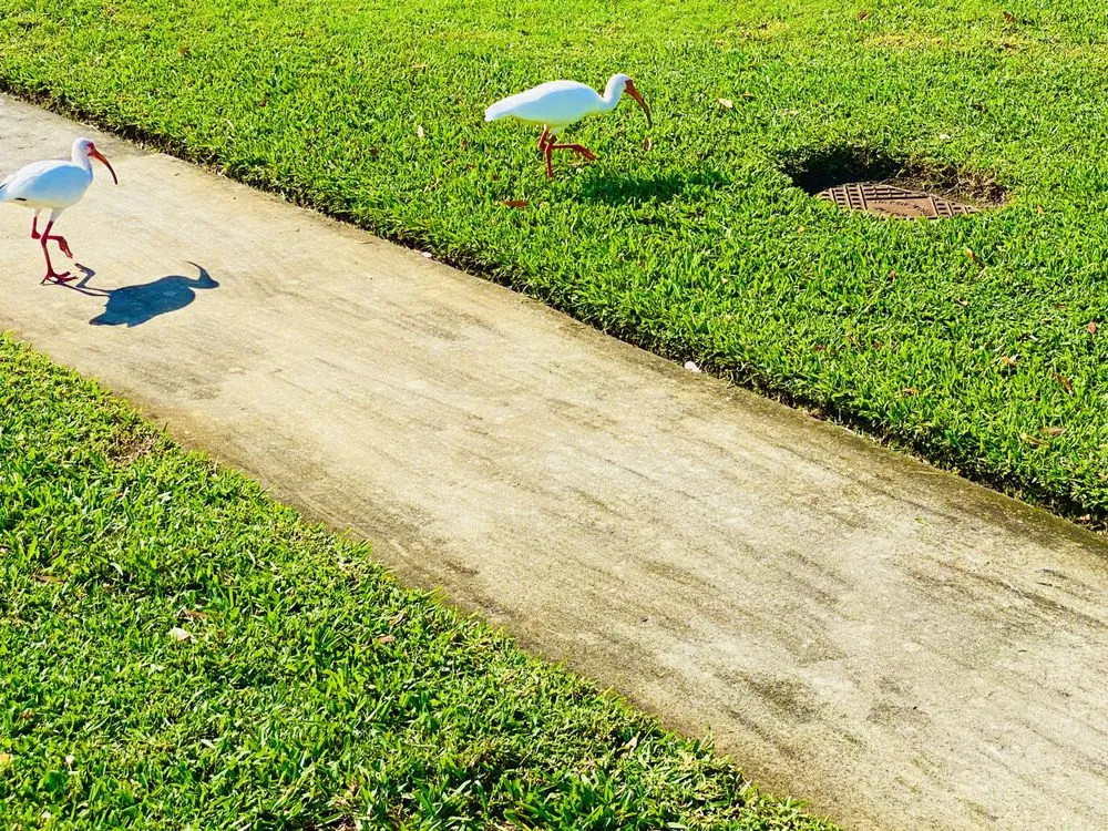 Reliable yard maintenance in St. Petersburg, FL - Florida Supreme Green