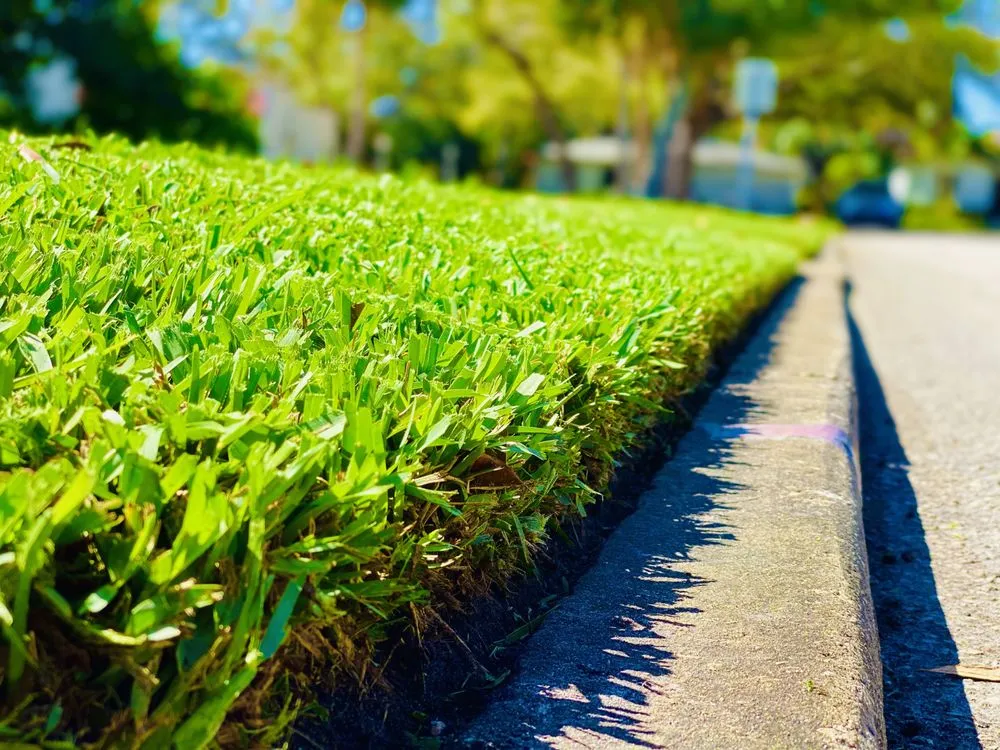 Affordable yard cleanup service experts serving St. Petersburg, FL - Florida Supreme Green