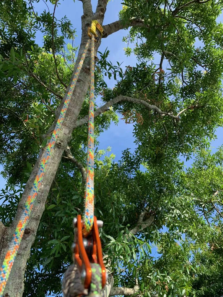 Local lawn care service in Punta Gorda, FL by Florida Tree & Ground Maintenance