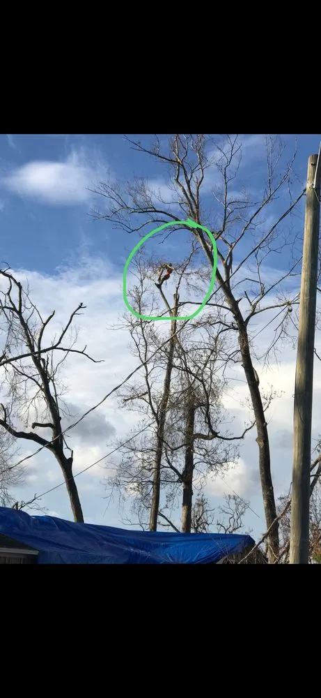 Top-rated residential landscaping for outdoor upgrades across Punta Gorda, FL - Florida Tree & Ground Maintenance