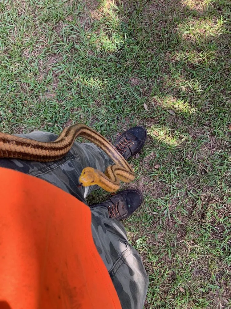 Local outdoor landscaping experts serving Punta Gorda, FL - Florida Tree & Ground Maintenance