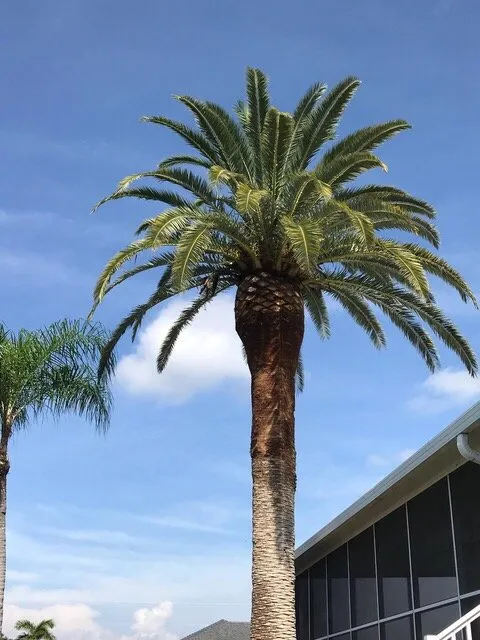 Trusted garden landscaping experts serving Punta Gorda, FL - Florida Tree & Ground Maintenance