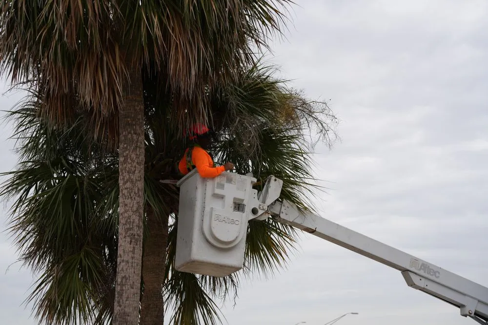 Local outdoor landscaping in Safety Harbor, FL by Florida Trees