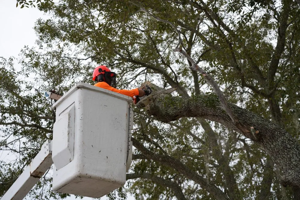Top-rated yard cleanup service experts serving Safety Harbor, FL - Florida Trees