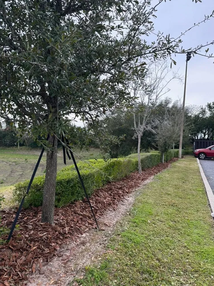 Affordable outdoor landscaping experts serving Safety Harbor, FL - Florida Trees