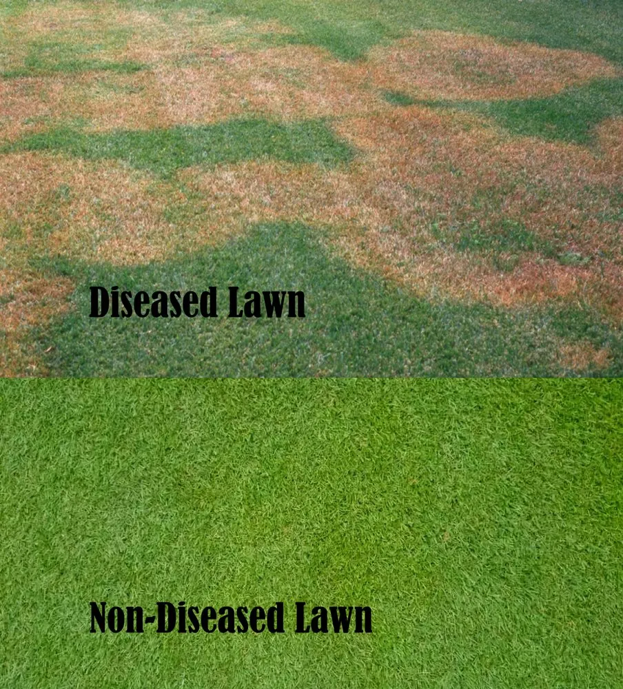 Trusted outdoor landscaping for outdoor upgrades in Boca Raton, FL by Florida's Best Lawn and Pest