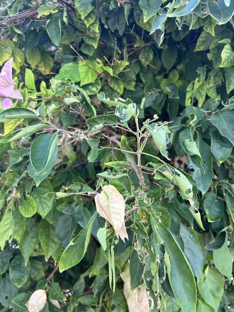 Local lawn care service for residential properties across Boca Raton, FL - Florida's Best Lawn and Pest