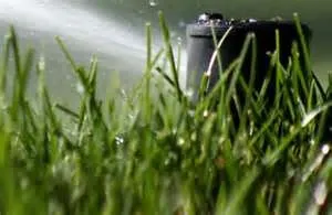 Affordable yard cleanup service near you in Ocoee, FL by Florida's Finest Lawn & Pest Control