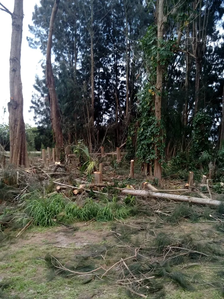 Reliable yard cleanup service near you in Bradenton, FL by Florida's Finest Tree And Lawn Service