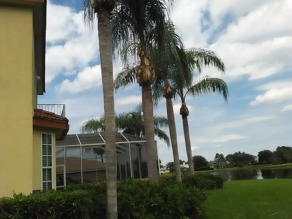 Expert lawn care service in Bradenton, FL - Florida's Finest Tree And Lawn Service