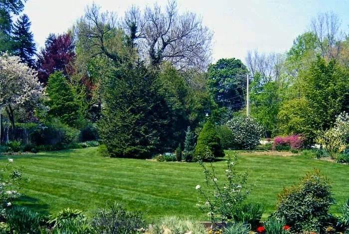 Expert yard cleanup service for homes across Land O' Lakes, FL - Florida's Green Thumb