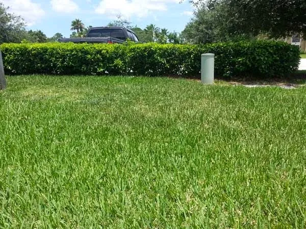 Trusted landscape design experts serving Land O' Lakes, FL - Florida's Green Thumb