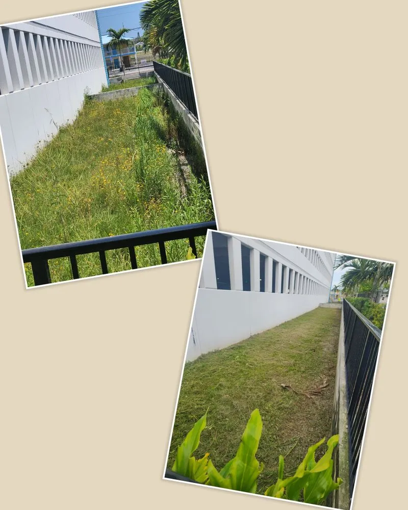 Custom yard cleanup service in St. Petersburg, FL - Florida's Nature Lawn & Tree Care