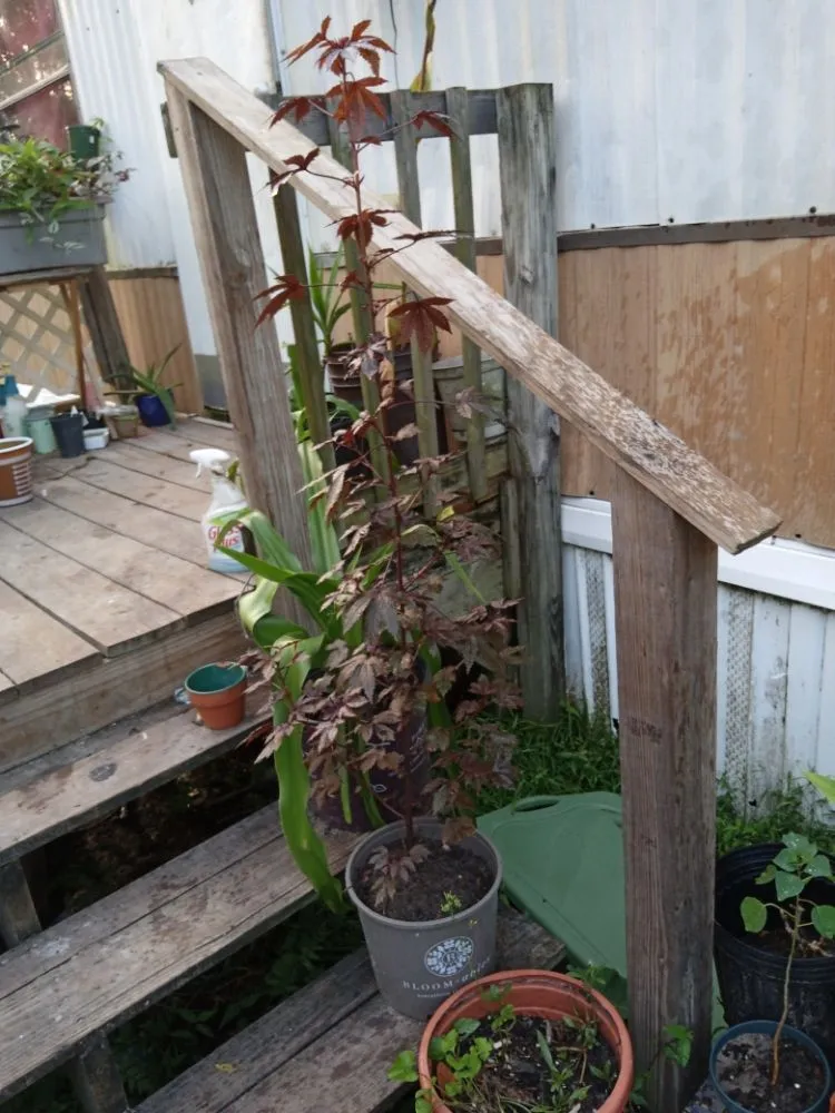 Expert garden landscaping with custom design across St. Augustine, FL - Floridaville yardMasters