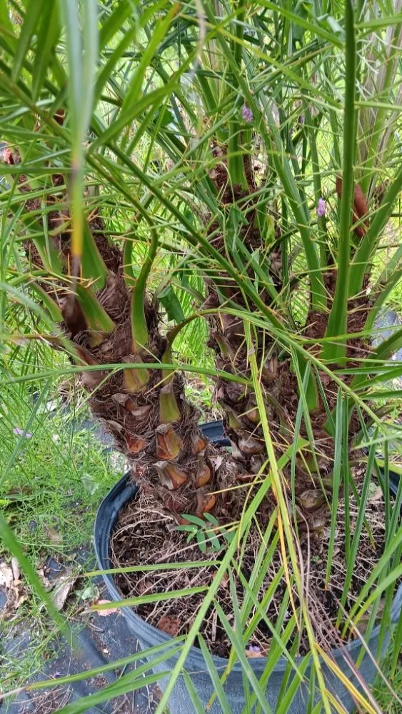 Custom yard cleanup service experts serving St. Augustine, FL - Floridaville yardMasters