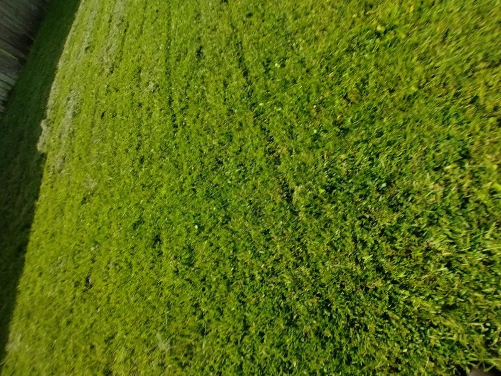 Reliable lawn mowing service in St. Augustine, FL - Floridaville yardMasters