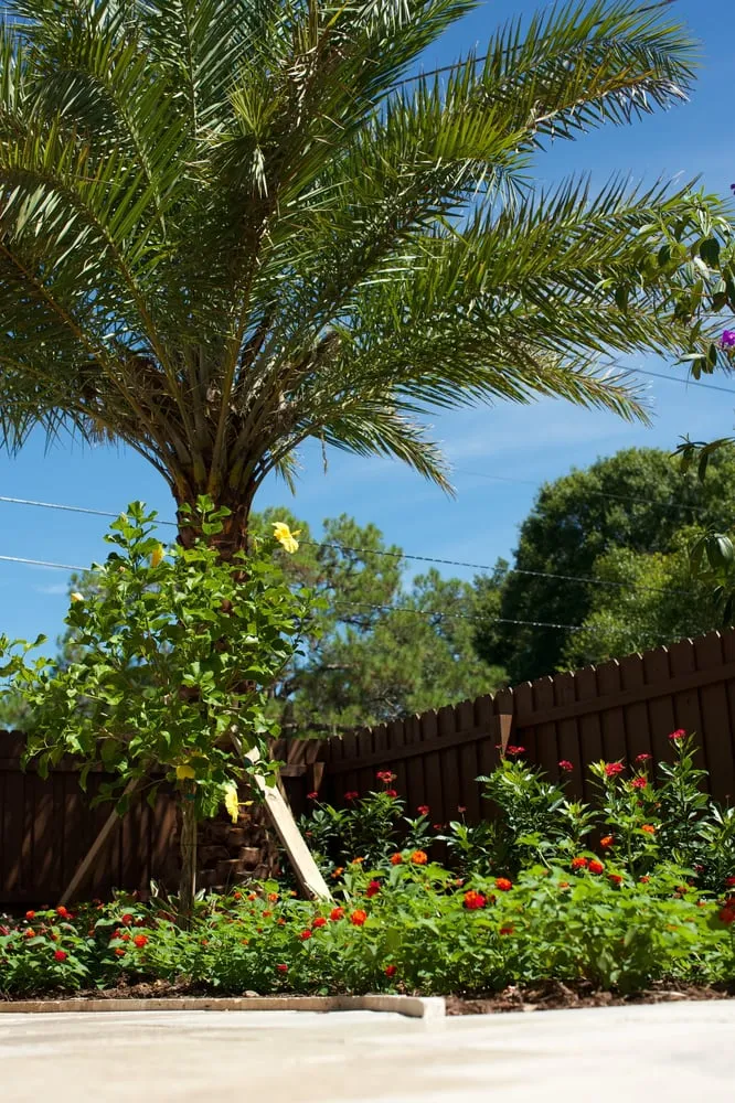 Local outdoor landscaping for beautiful yards in St. Petersburg, FL by Floridigenous Landscape, Inc.