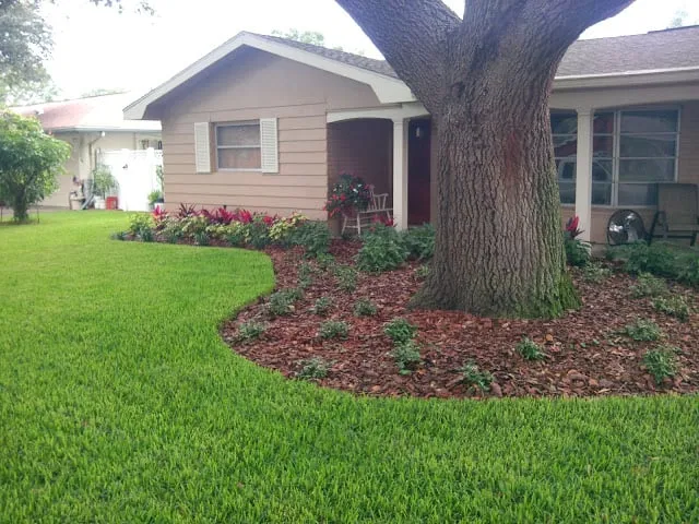 Affordable lawn care service for year-round maintenance across St. Petersburg, FL - Floridigenous Landscape, Inc.