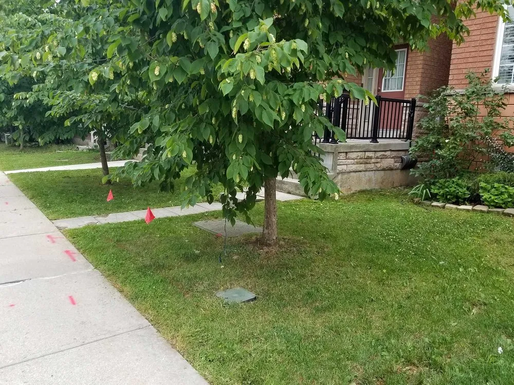 Professional yard maintenance experts serving Sacramento, CA - Florin Lawn Care