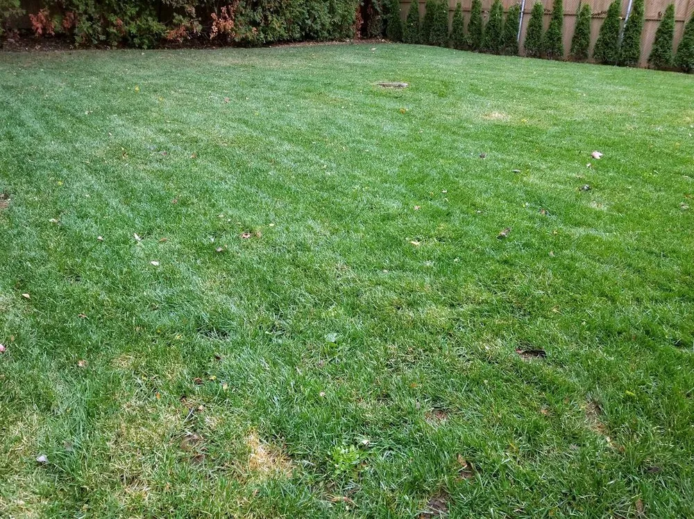 Trusted yard maintenance in Sacramento, CA - Florin Lawn Care