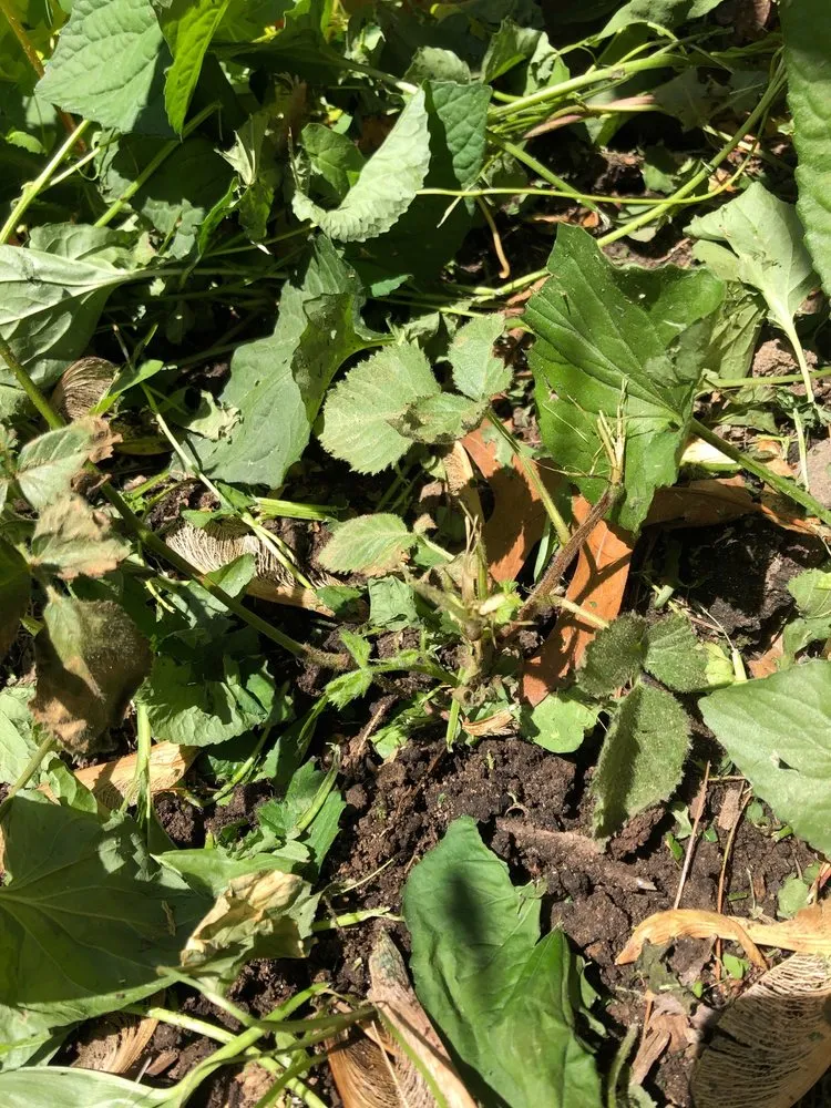 Expert landscape installation for homes across New Milford, NJ - Florio Landscape Contractors