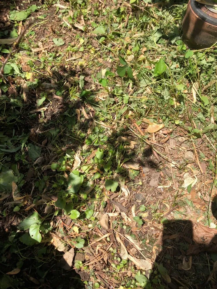 Expert lawn mowing service in New Milford, NJ - Florio Landscape Contractors