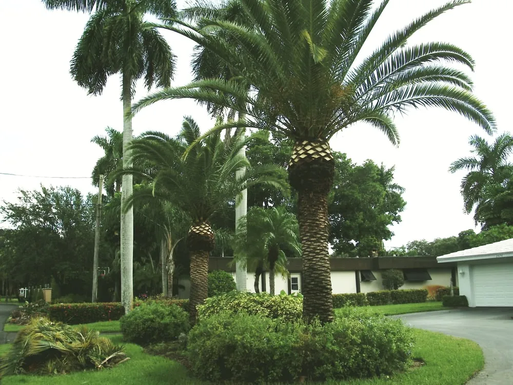 Affordable residential landscaping near you across Fort Lauderdale, FL - Floriscape