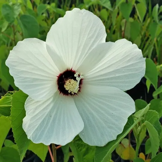 Local yard maintenance in Houston, TX by Flourish Garden Solutions