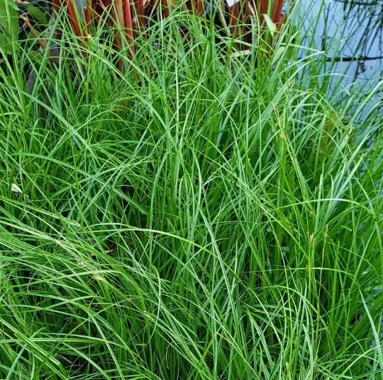 Trusted lawn care service in Houston, TX - Flourish Garden Solutions