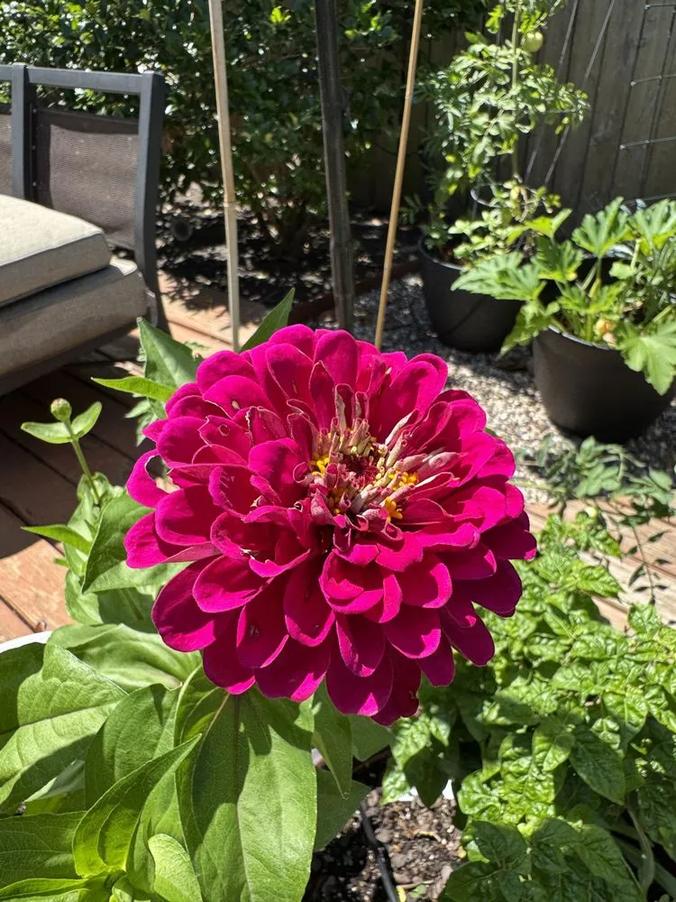 Top-rated garden landscaping for beautiful yards across Houston, TX - Flourish Garden Solutions