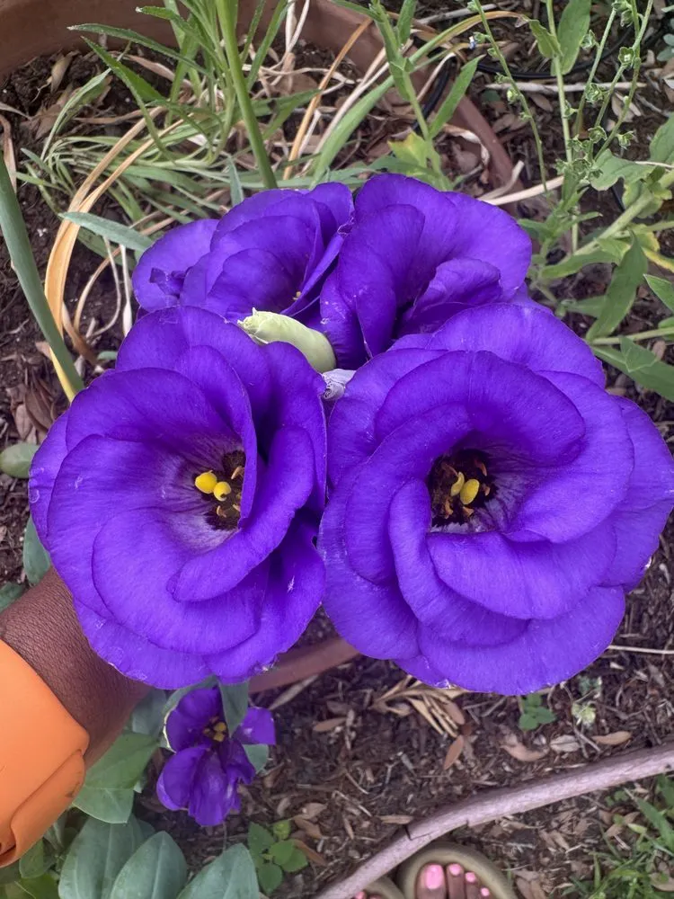 Expert outdoor landscaping in Houston, TX by Flourish Garden Solutions