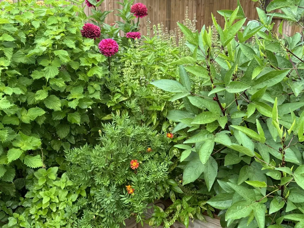 Affordable landscape installation in Houston, TX - Flourish Garden Solutions