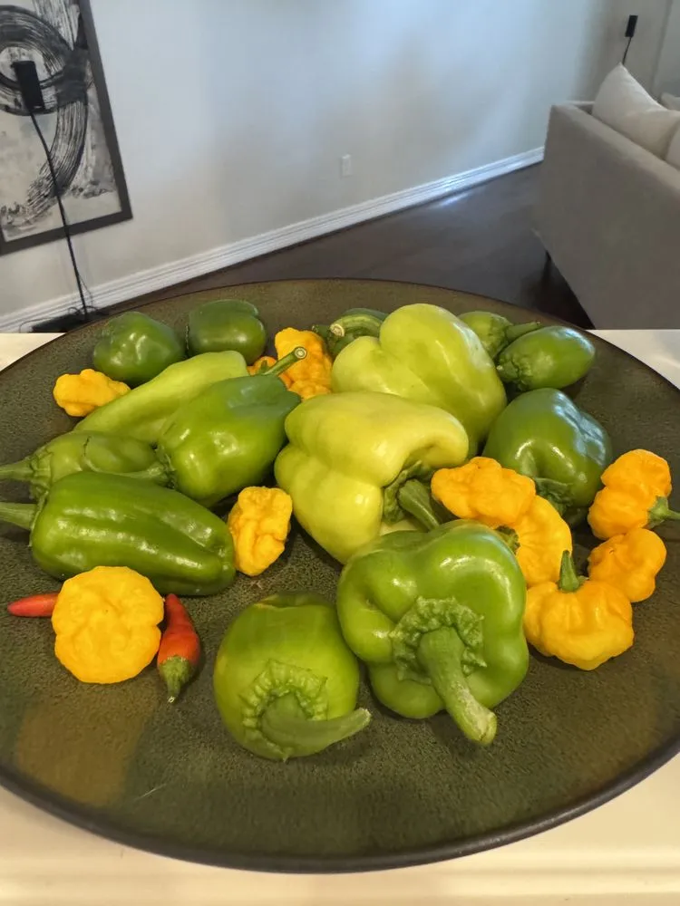 Professional yard maintenance experts serving Houston, TX - Flourish Garden Solutions